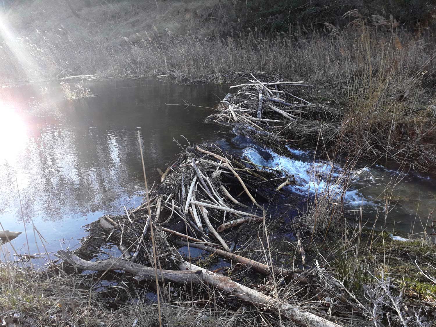 Le castor sur le Calavon-Coulon