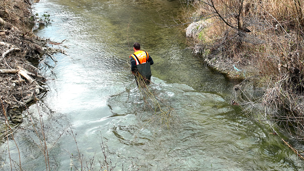 Prélèvement de boutures